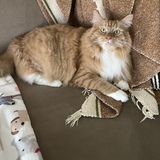 Entry image for Milo