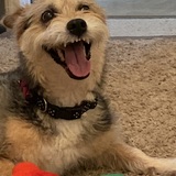 Entry image for Sadie