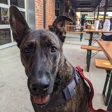 Entry image for Rocco