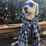 Entry image for Harley