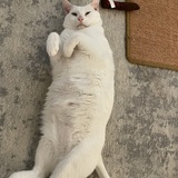 Entry image for Fangus Beef