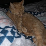 Entry image for William Edward III