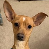 Entry image for Ziggy 