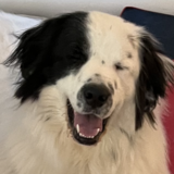 Entry image for Louie