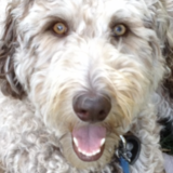 Entry image for Charlie 