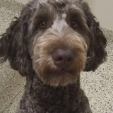 Entry image for Duncan