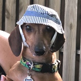 Entry image for Dragon 