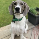 Entry image for Henry