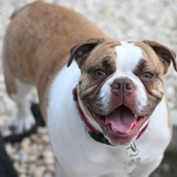 Entry image for Kiwi