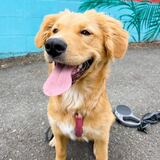 Entry image for Goldie