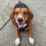 Entry image for Stetson