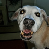 Entry image for MURPHY