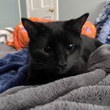 Entry image for Kobe