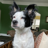 Entry image for Lola 