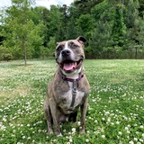 Entry image for Selena