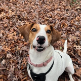 Entry image for Penny 