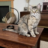 Entry image for Frankie