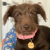 Entry image for Cocobean