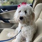 Entry image for Daisy