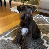 Entry image for Beau