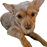 Entry image for Shayna