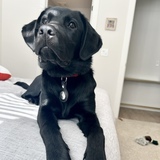 Entry image for Cosmo