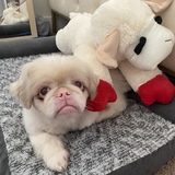 Entry image for Cocoa