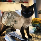 Entry image for Grace Kitty