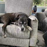 Entry image for Lilly