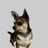 Entry image for Louie