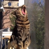 Entry image for Tigger