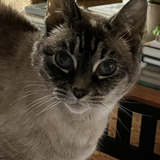 Entry image for Misty