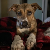 Entry image for Finn