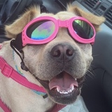 Entry image for Nugget