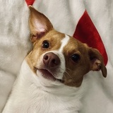 Entry image for Peanut