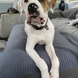 Entry image for Remy