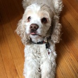 Entry image for Sadie