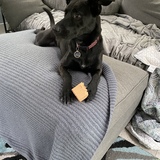 Entry image for Lacy