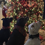 Entry image for Lacy,Lilly,Remy