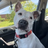 Entry image for Mango