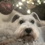 Entry image for Scout