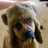 Entry image for Chewy