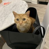 Entry image for Presley