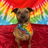 Entry image for Tidley