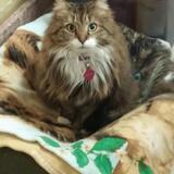 Entry image for Tommi Stoner