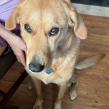 Entry image for Sable Stoner