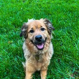 Entry image for Bear