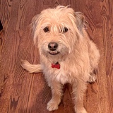 Entry image for Ruby