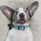 Entry image for Paisley 