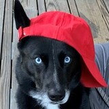 Entry image for Niko